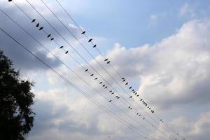 Electrical wires carrying high voltage current. photo