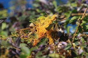 Dodder is a genus of parasitic plants in the bindweed family. photo