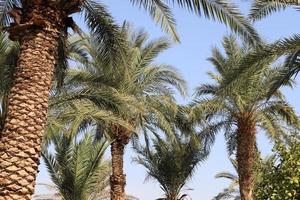 A tall palm tree in a city park in northern Israel. photo