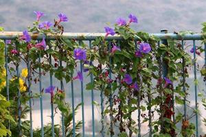 Plants and flowers grow along the high fence. photo