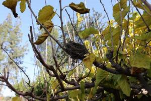 nido de pájaro en un árbol en el parque. foto