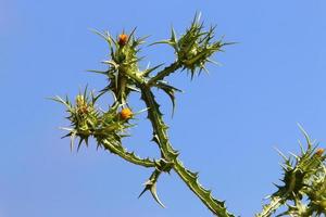 una planta de cardo espinoso en un claro del bosque en el norte de israel. foto