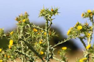 A thorny thistle plant in a forest clearing in northern Israel. photo