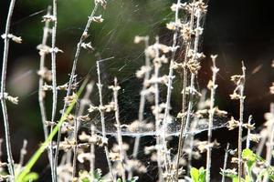 Spider webs - cobwebs on branches and leaves of trees in a city park. photo