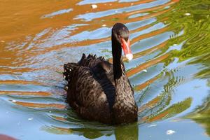 Black swan on the lake in the city park. photo