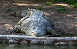 A huge crocodile lies on the grass on the banks of the river. photo