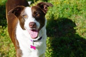 Happy Collie Dog photo