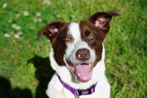 Collie Dog Portrait in Grass photo