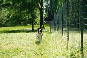 Collie Dog Running Down Fence Line photo