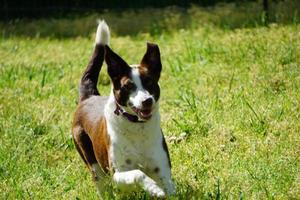 Collie Dog Running In Grass photo
