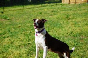 Collie Dog Obediently Posing photo