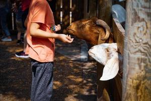 niño alimenta cabras en un zoológico interactivo foto