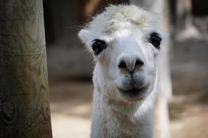 cerca de una llama blanca en el zoológico foto