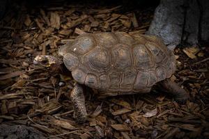 Turtle Walking on Ground at Zoo photo