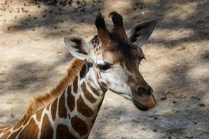 vista de perfil de jirafa en el zoológico foto