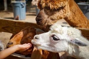 niño alimenta cabra, alpaca y llama en zoológico interactivo foto