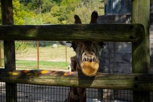 jirafa mira a través de la baranda en el zoológico foto