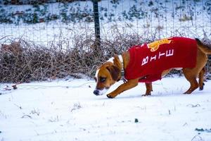 Dachshund Mix Dog Wearing Sweater Walks in Snow photo