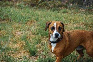 rosten el perro de mezcla dachshund se para en la hierba listo para jugar foto