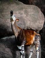 vista lateral del okapi adulto en el zoológico foto