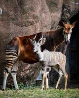 okapi con amigo antílope kudu foto