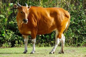 Side View of Beautiful Banteng Cow at Zoo photo