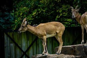 las ovejas salvajes se paran en una roca en el zoológico foto