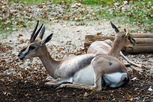 dos gacelas de speke descansan pacíficamente en un día caluroso foto