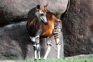 okapi mirando de pie en el zoológico mirando la hierba foto