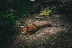 Lion Sleeps on a Hot Summer Day at the Zoo photo