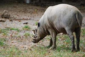 el cerdo babirusa pasta en la hierba en el zoológico foto