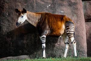 vista lateral del okapi adulto en el zoológico foto