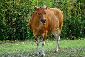 frente completo de vaca banteng en el zoológico foto