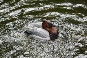 Redhead Duck Bathes in Pond photo
