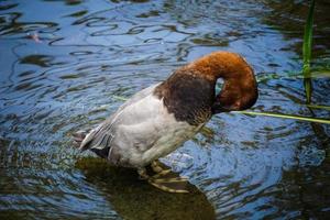Redhead Duck Preens Feathers Standing in Pond photo