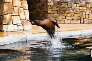 Seal Leaps from Water During Show photo