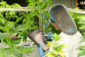 Woman scientist at cannabis farm with a cannabis plant with beautiful leaves grown in a plant. Checking the integrity of the stems and leaves. photo