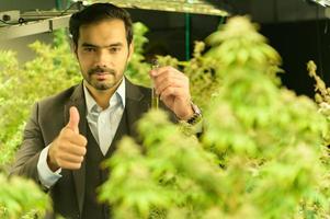 Wealthy businessman in cannabis business and his cannabis farm that are ready to be extracted into various products to the world market photo