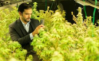 Wealthy businessman in cannabis business and his cannabis farm that are ready to be extracted into various products to the world market photo