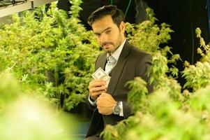 Wealthy businessman in cannabis business and his cannabis farm that are ready to be extracted into various products to the world market photo
