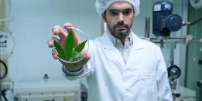 Scientists are in the chamber extracting oil and cannabis seeds. Showing tea leaves used in research and development. photo