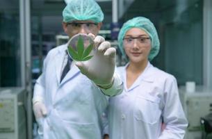 Scientists are in the chamber extracting oil and cannabis seeds. Showing tea leaves used in research and development. photo