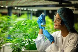 Scientist at cannabis farm with extracted cannabis oil Among the cannabis plants growing beautiful leaves in the plant photo
