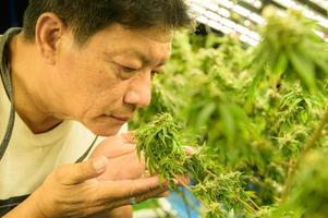 trabajador agrícola con hermosas plantas de cannabis que crecen en la fábrica. comprobar la integridad de los tallos y las hojas en el vivero para obtener cannabis de calidad foto