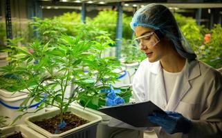 Woman scientist at cannabis farm with a cannabis plant with beautiful leaves grown in a plant. Checking the integrity of the stems and leaves. photo