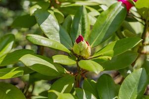 Bud of Pink Rhododendron. Evegreen shrub.