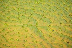 Surface Of Green Leaves Lotus Lily Water In Pond background photo