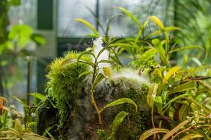 Artificial tropical fountain among plants photo