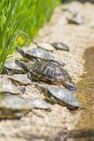 Red eared slider turtles Trachemys scripta elegans resting on stones near water photo