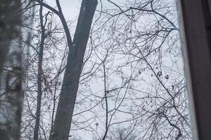 vista a través de una vieja ventana de madera sobre árboles sin hojas y un cielo de invierno aburrido foto